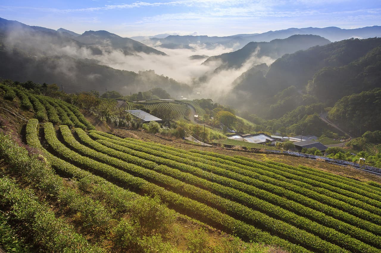 Thousand Island Lake and Pinglin Tea Plantation Tour - image 2