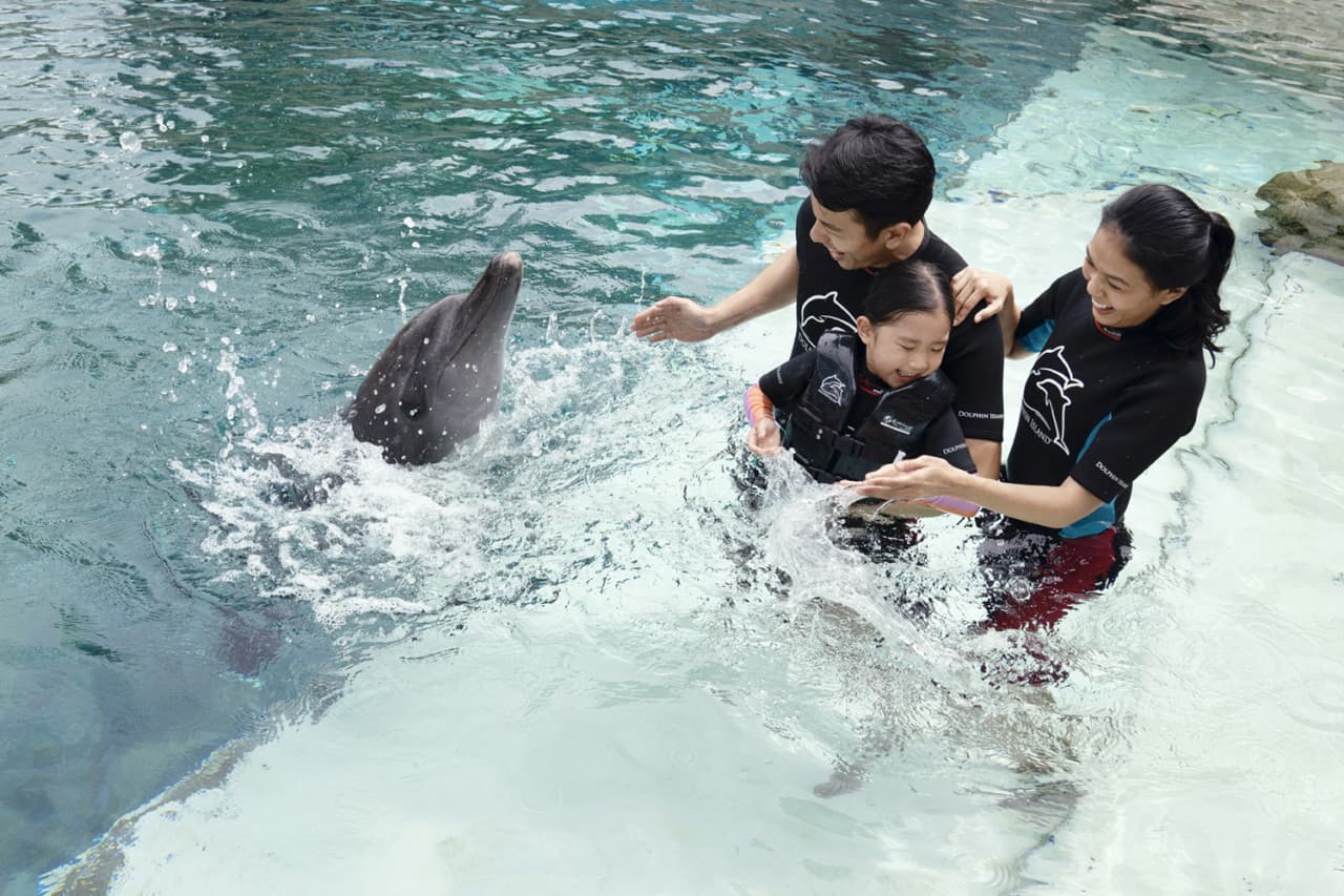 Dolphin Experiences at Marine Mammal Habitat Sentosa - image 3