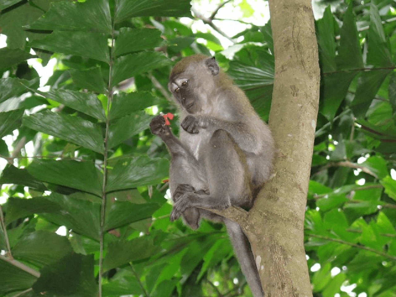 Pulau Ubin Cycling Tour - image 17