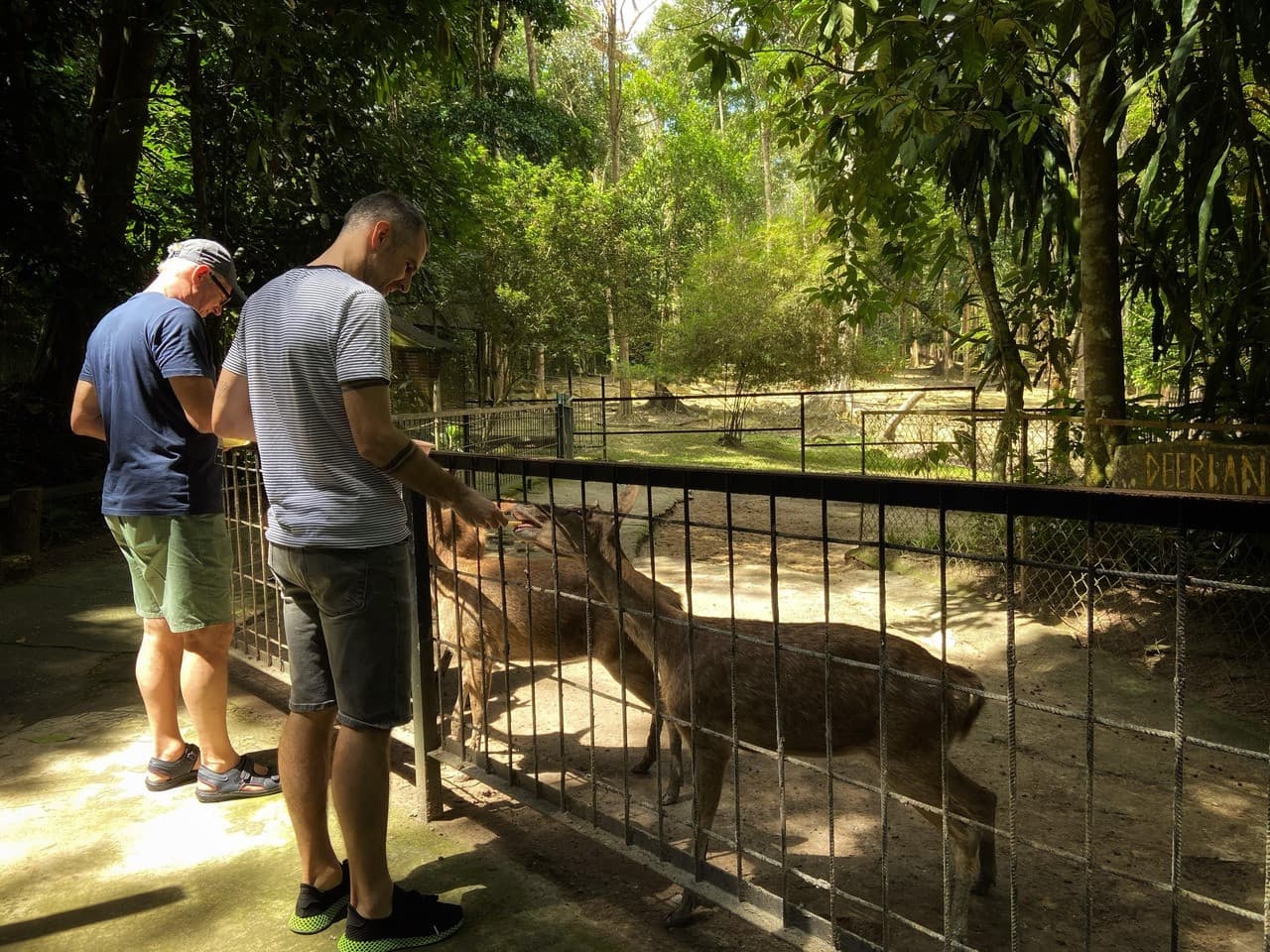Batu Caves and Kuala Gandah Elephant Sanctuary Full-Day Tour from Kuala Lumpur - image 9