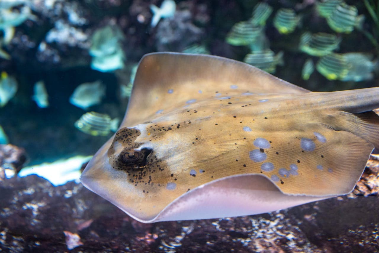 Entrada para el Seattle Aquarium - imagen 4