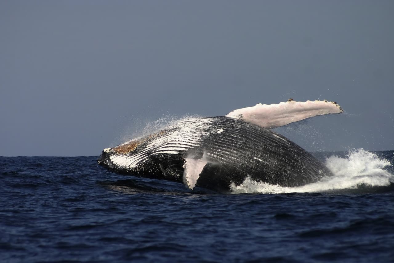 Sydney Whale Watching Cruise with Breakfast or Lunch with Sydney Princess Cruises - image 7