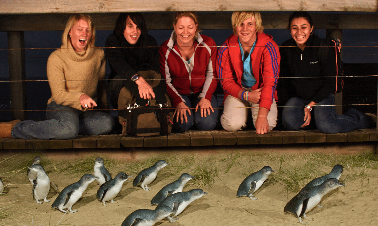 Melbourne City Discovery Tour with Penguin Parade - imagen 2