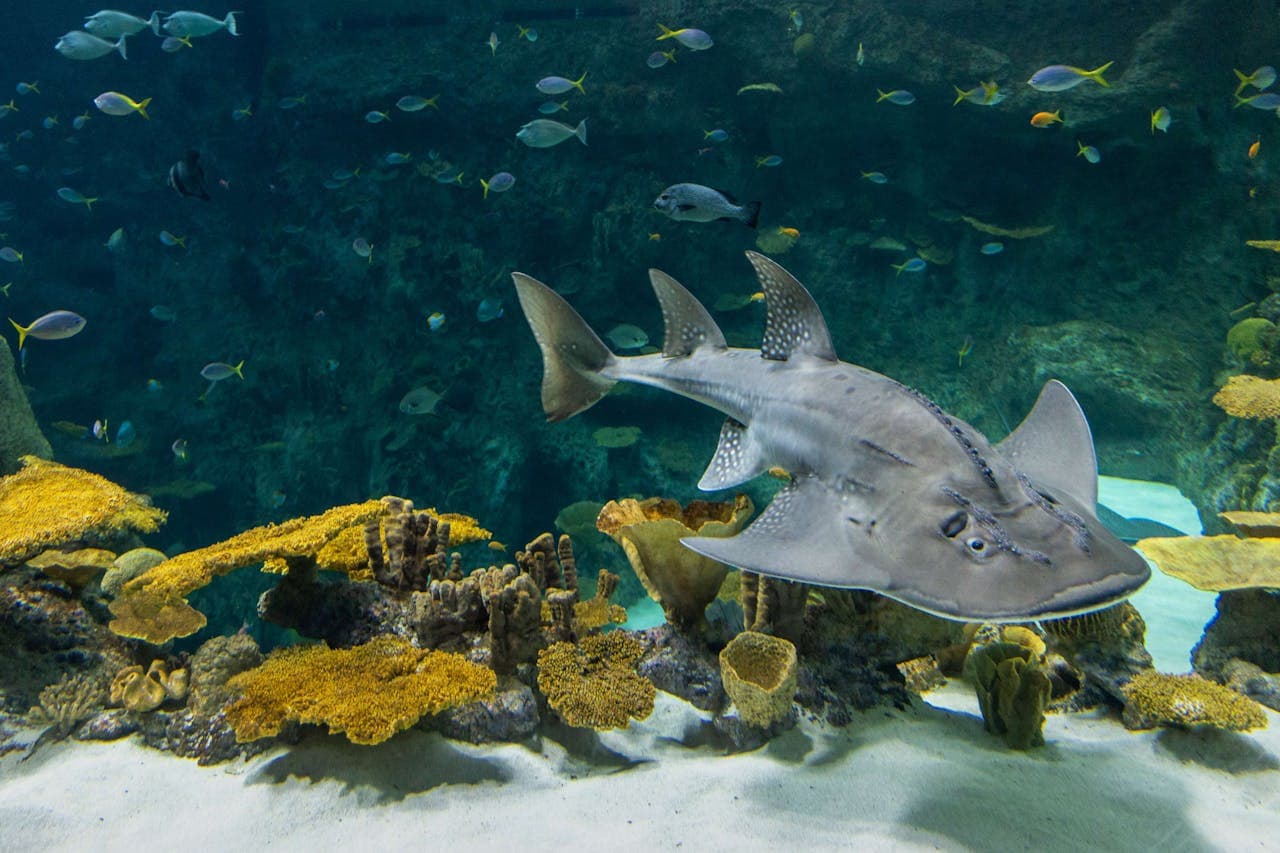 Entrada para el Seattle Aquarium - imagen 6