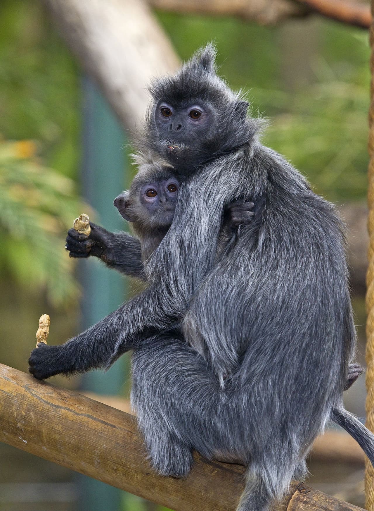 Zoológico de San Diego - imagen 5