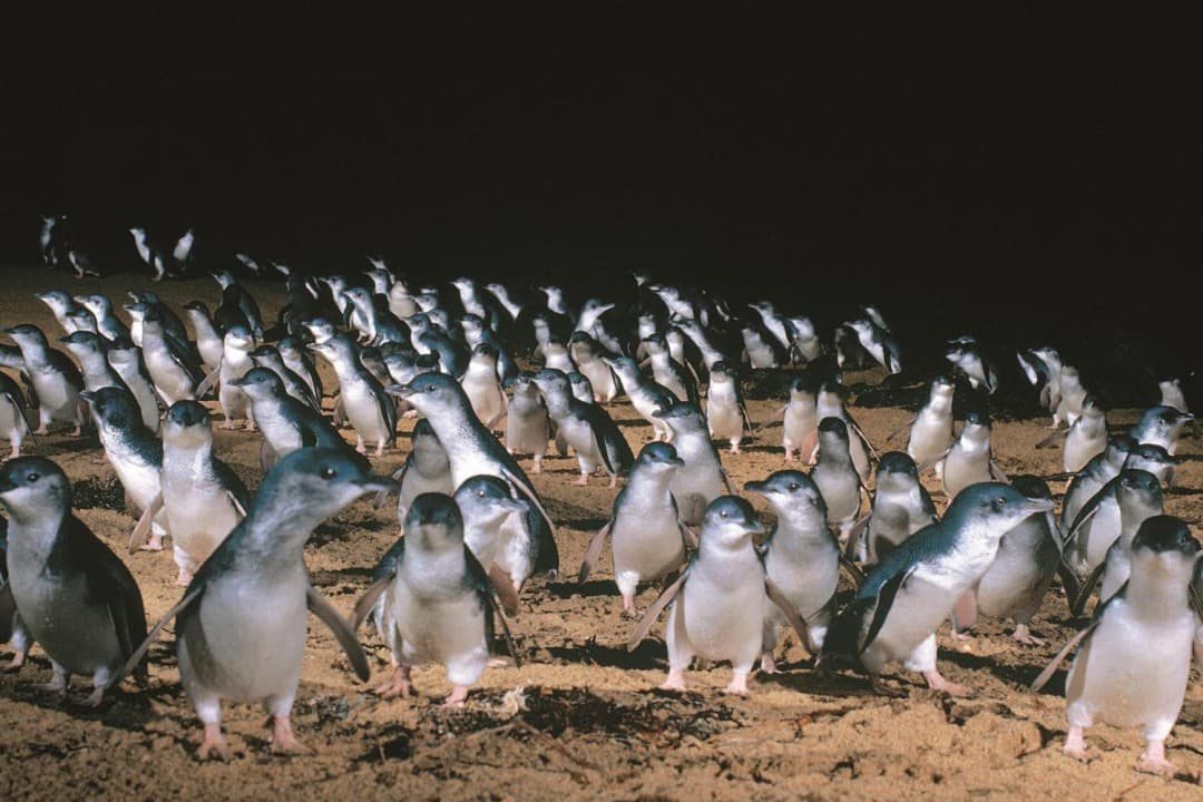 Phillip Island with Penguin Parade Eco Tour - image 4