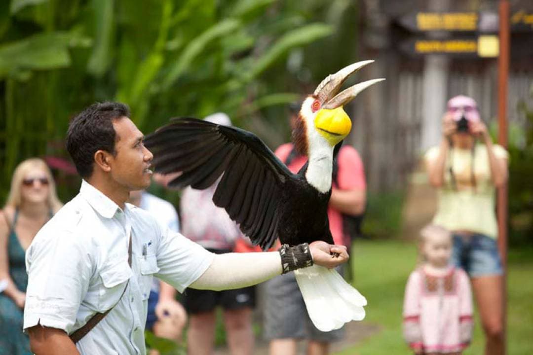 Bali Bird Park Ticket - image 13
