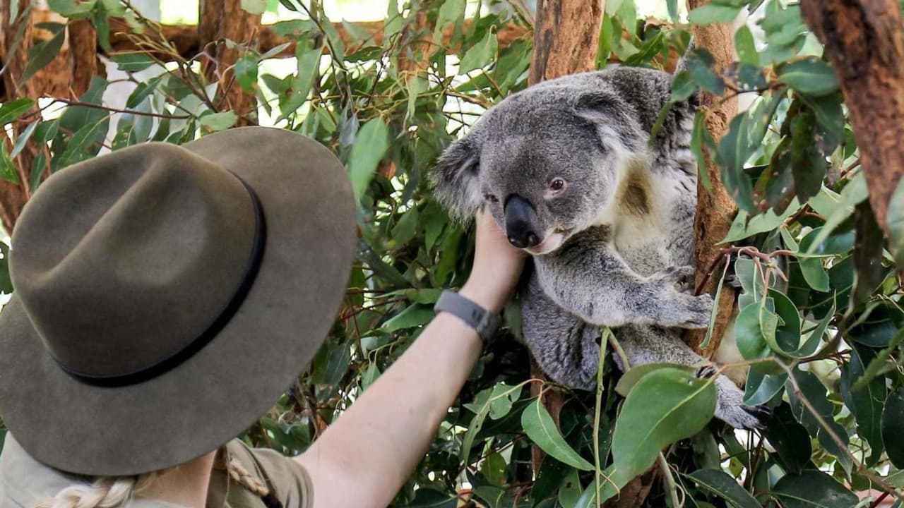 Lone Pine Koala Sanctuary Entry Ticket with Cruise from Brisbane City - image 2