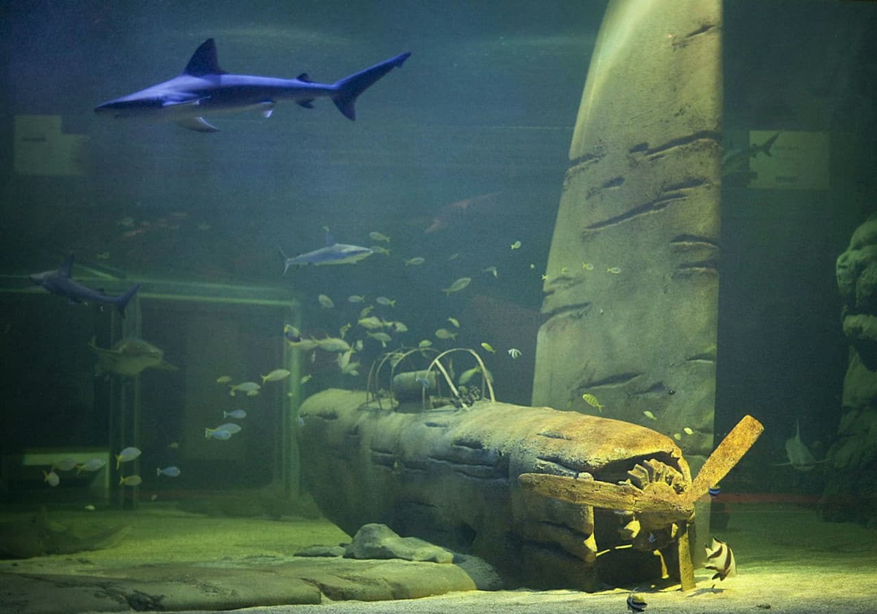 Seaquarium Le Grau-du-Roi Ticket - image 7