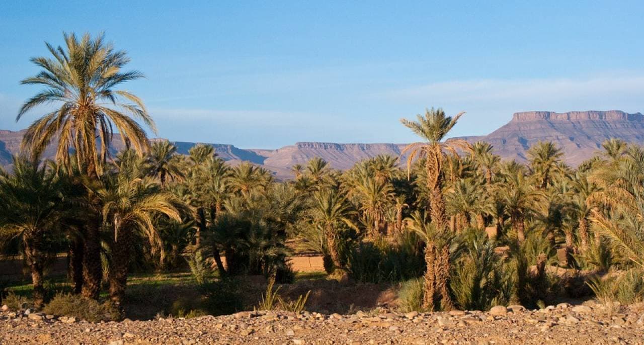 Quad Ride in Marrakech with Round Trip Transfers - imagen principal