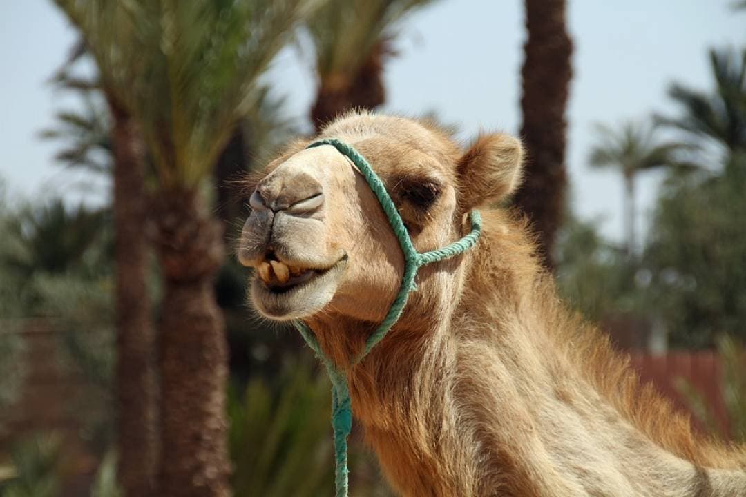 Camel Ride in Marrakech Palm Grove - imagen 3