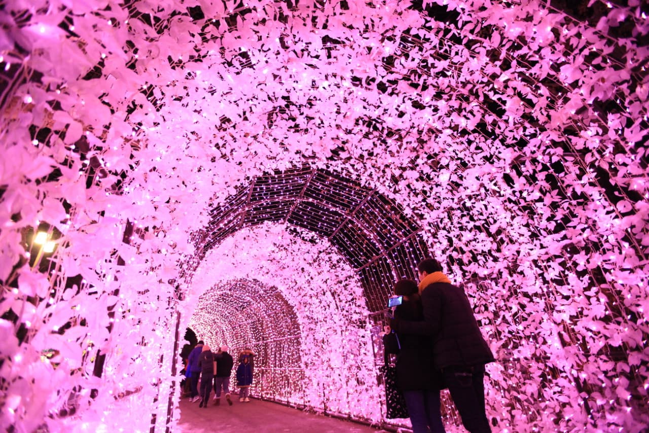 Nami Island, Petite France, Garden of Morning Calm, and Gangchon Rail Bike Tour from Seoul - image 9