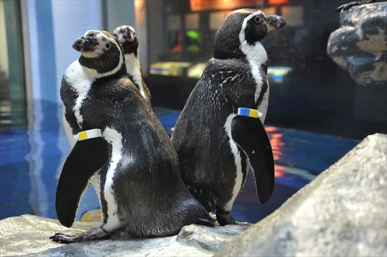 Entrada al Acuario de Enoshima - imagen 4