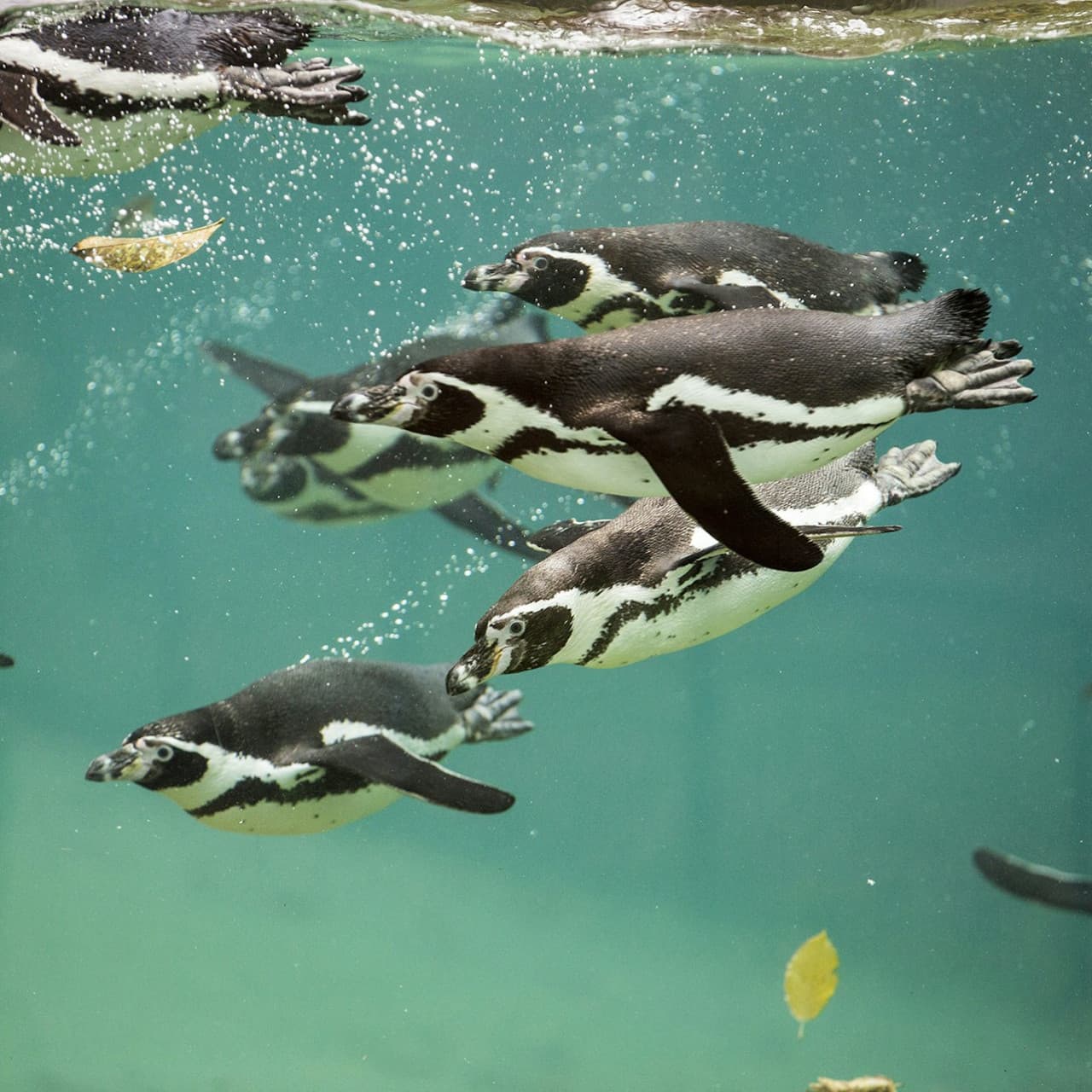 ZooParc de Beauval Ticket - image 13