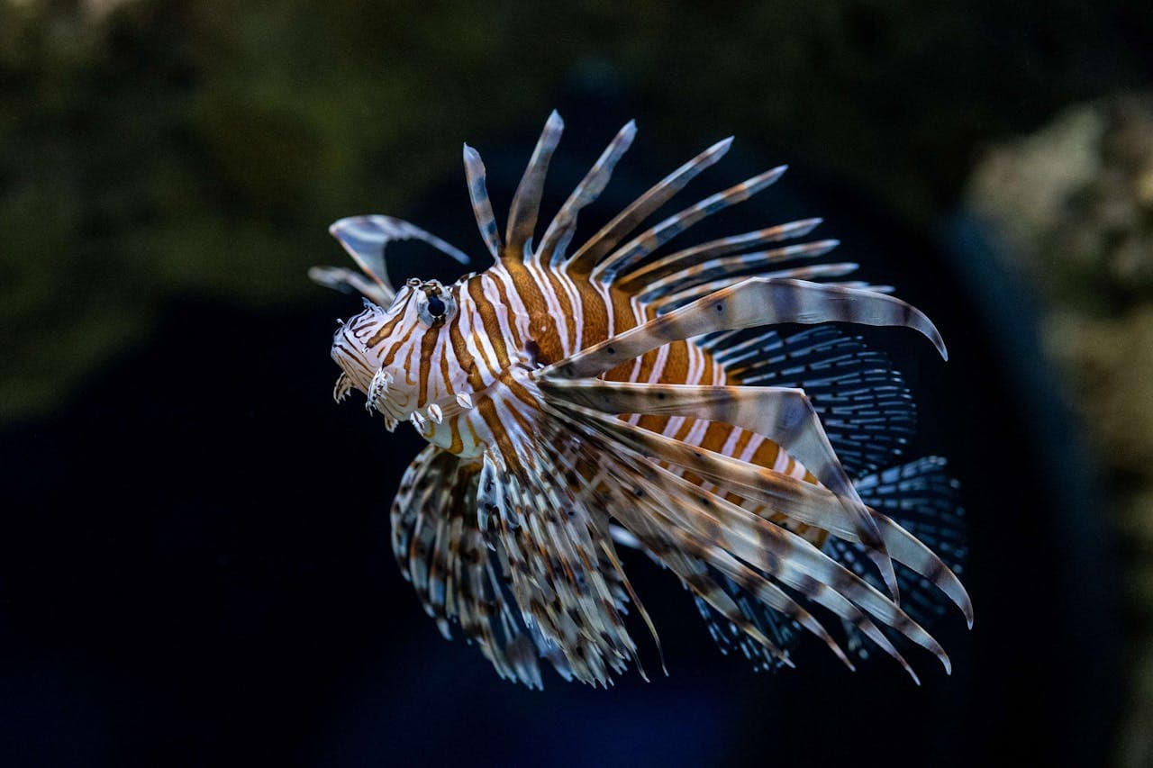 Entrada para el Seattle Aquarium - imagen 7