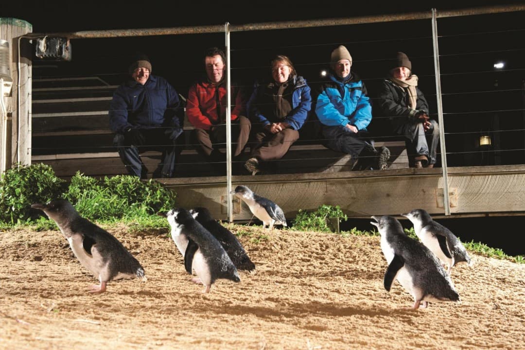 Phillip Island with Penguin Parade Eco Tour - image 5