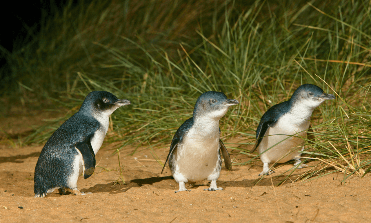 Melbourne City Discovery Tour with Penguin Parade - image 3