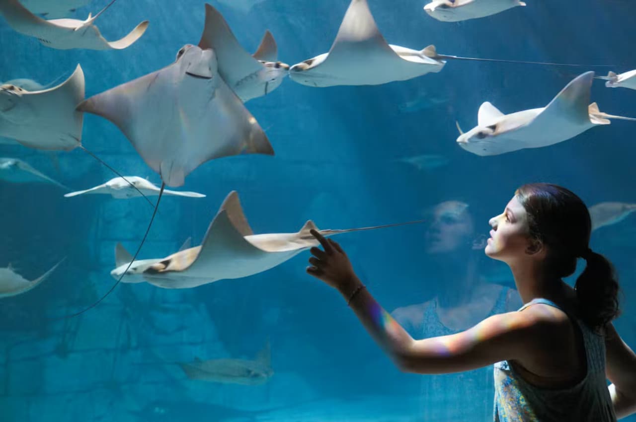 SeaWorld Orlando Ticket: Direct Entry + Optional All-Day Dining Deal + Multi-Park Discount Ticket - image 15