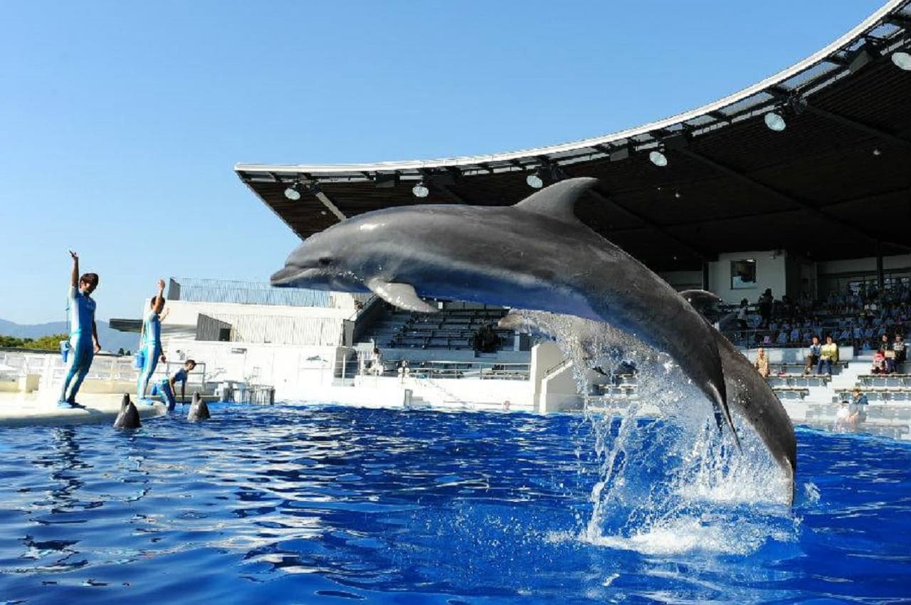 Kyoto Aquarium Ticket - main image