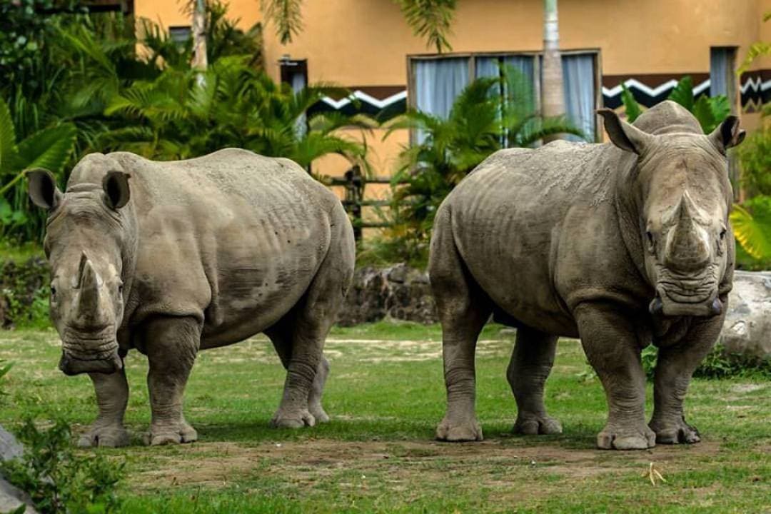 Bali Safari Park Ticket - image 10