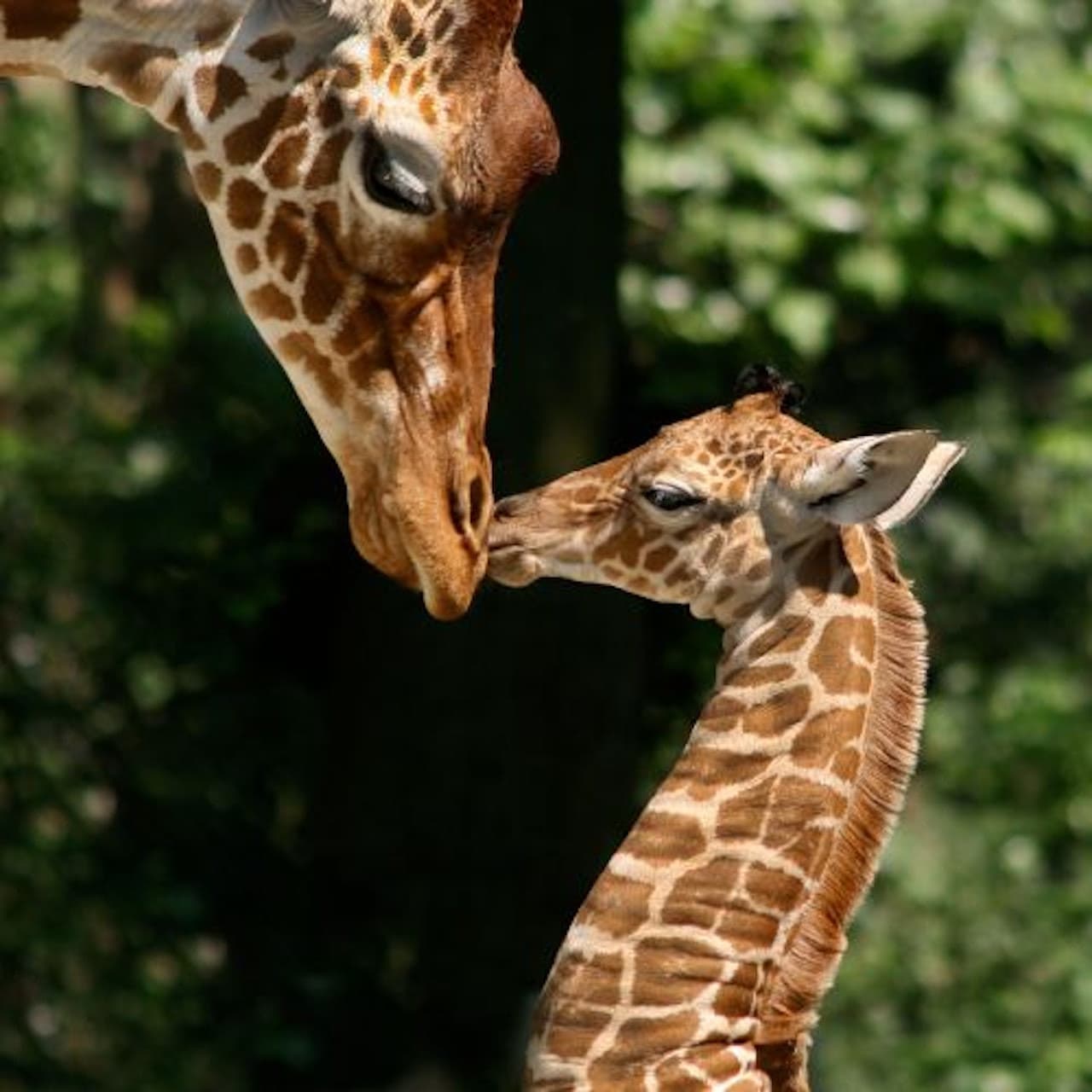 ARTIS Royal Zoo - image 7