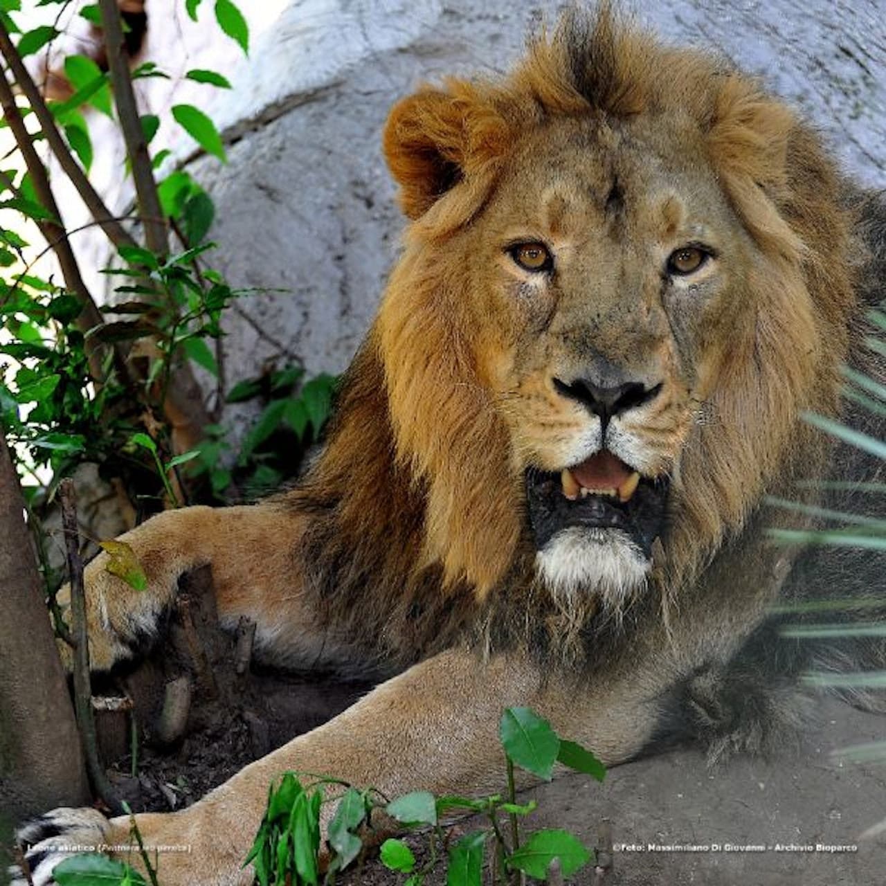 Bioparco: The Zoo of Rome - image 4