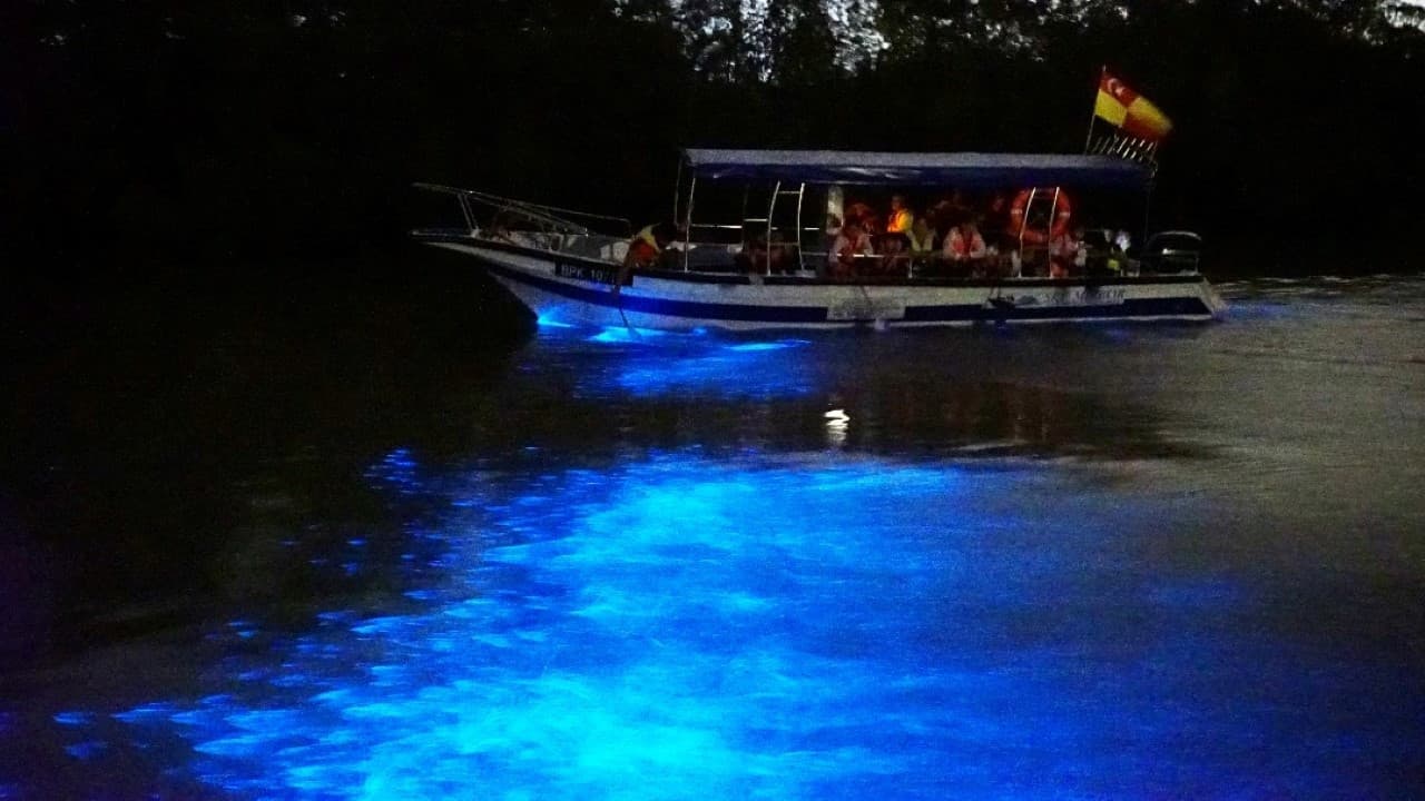 Blue Tears Boat Cruise in Kuala Selangor - image 2