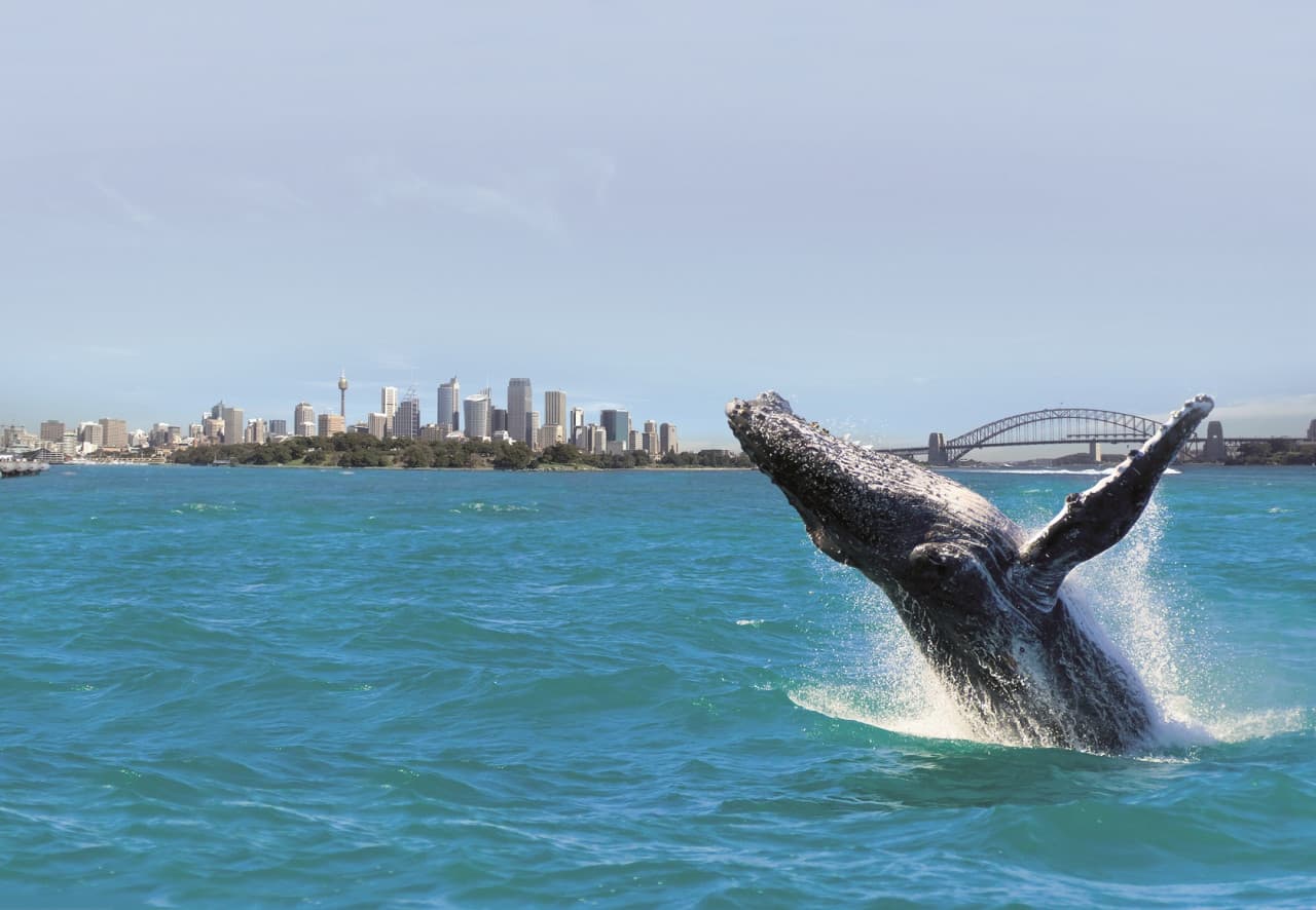Sydney Whale Watching Cruise with Breakfast or Lunch with Sydney Princess Cruises - image 2