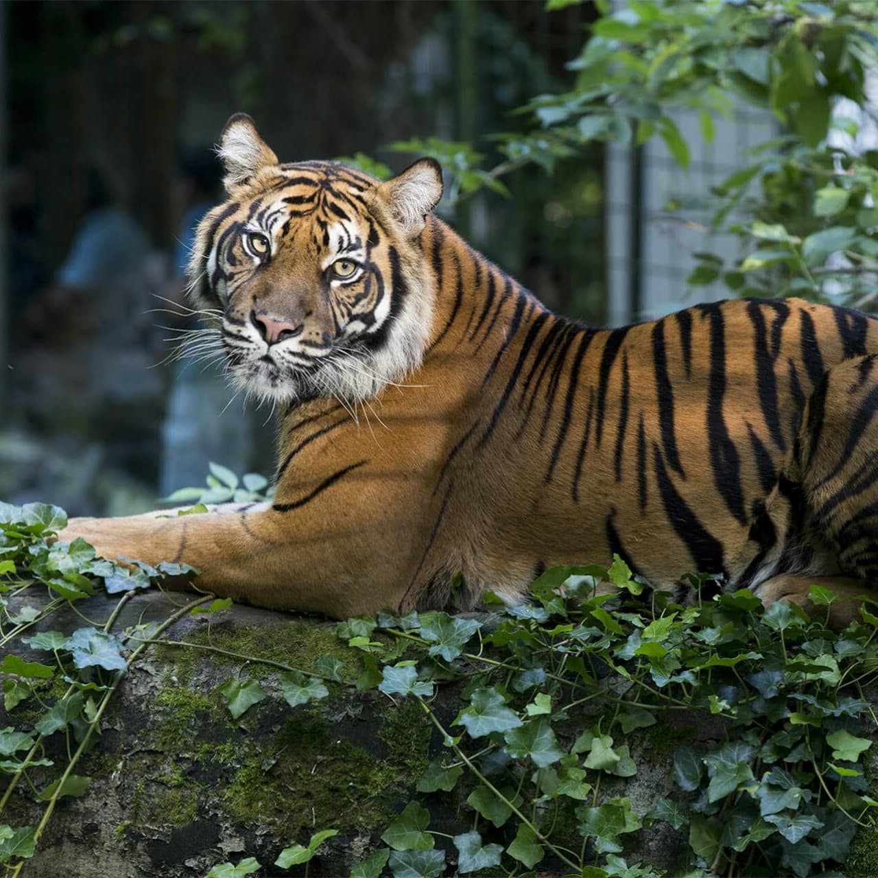 ZooParc de Beauval Ticket - image 15