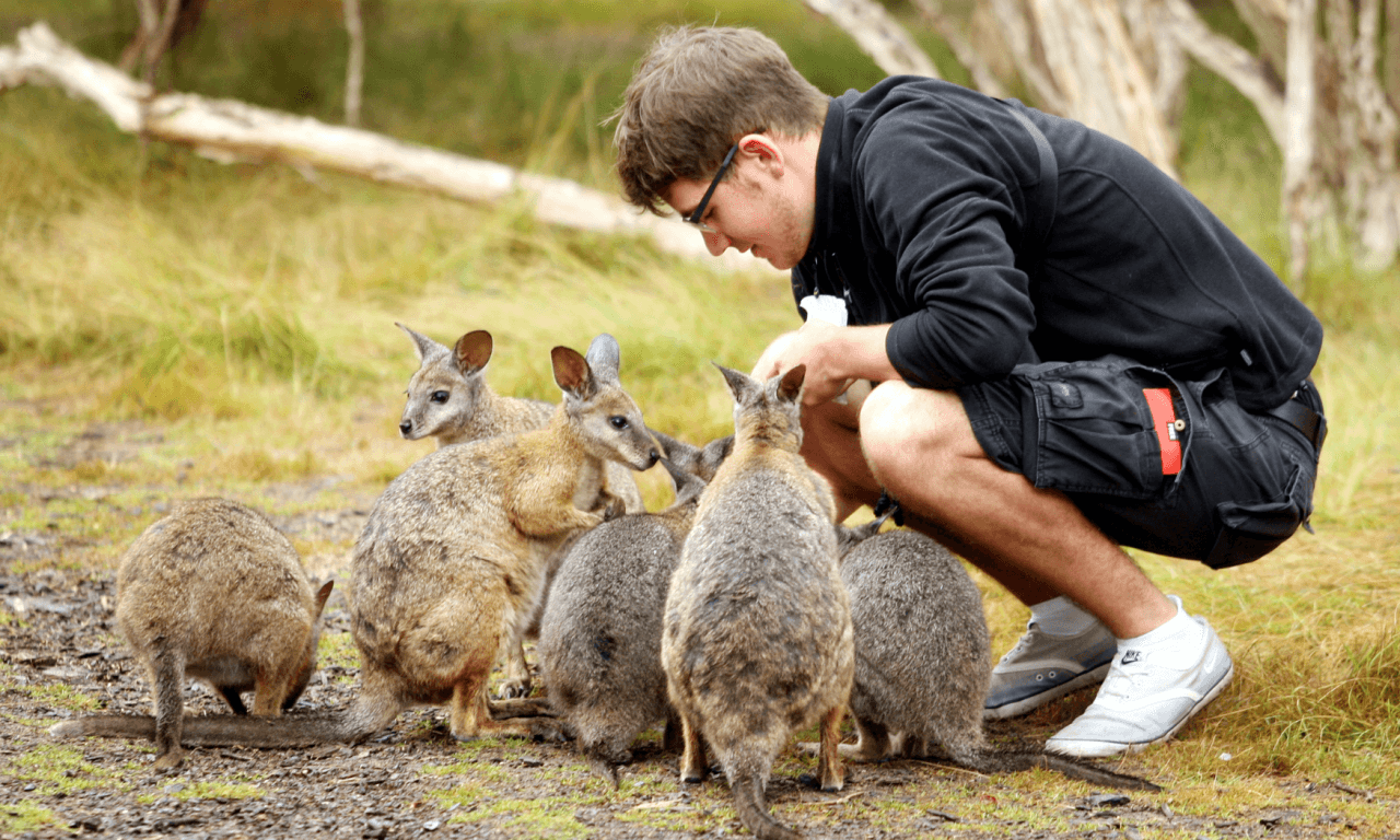 Phillip Island with Penguin Parade Eco Tour - imagen 24