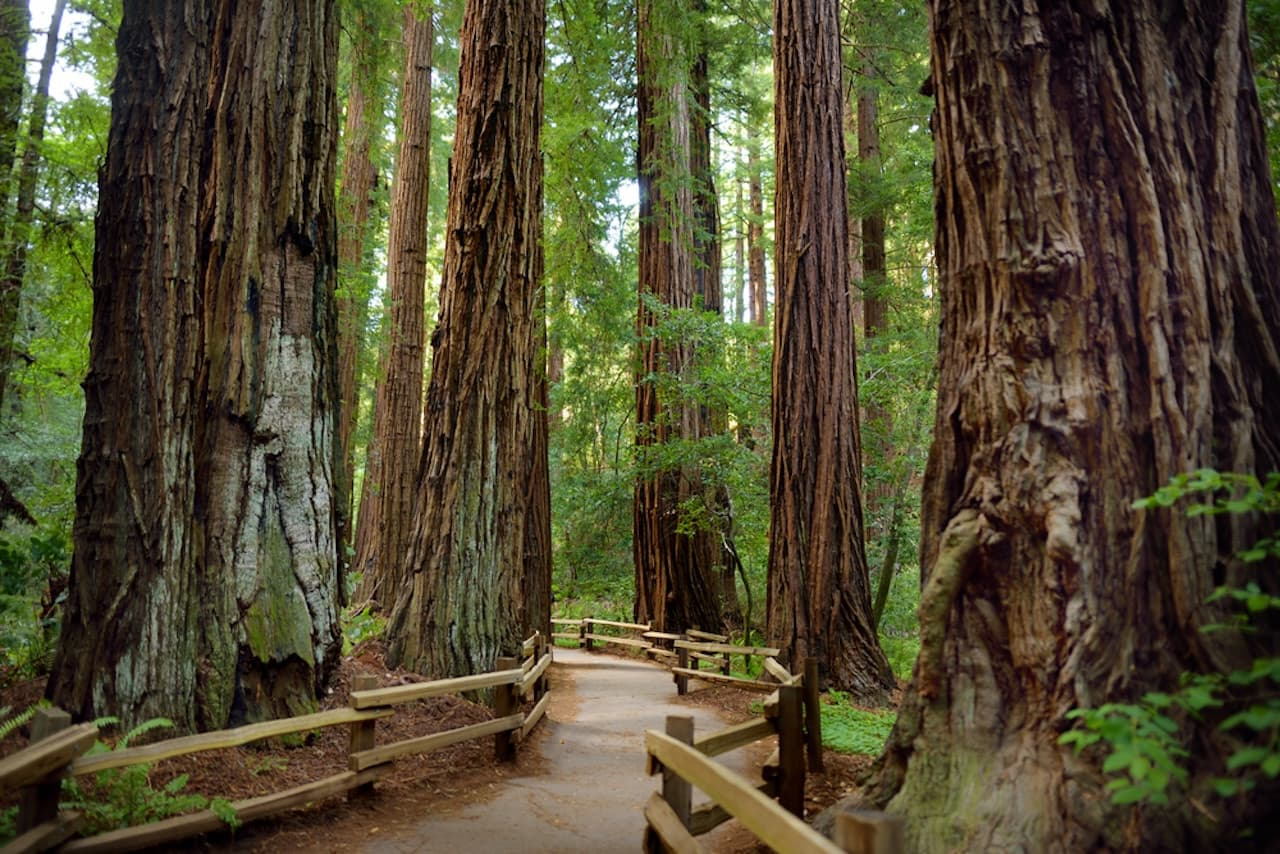 Muir Woods and Sausalito Tour from San Francisco - imagen 3