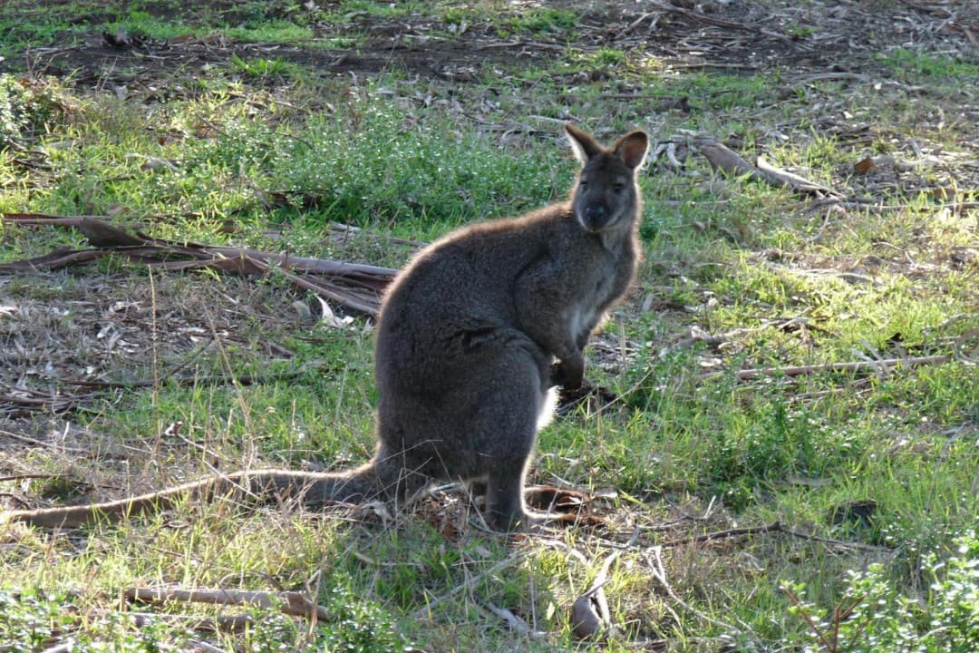 Phillip Island with Penguin Parade Eco Tour - imagen 10