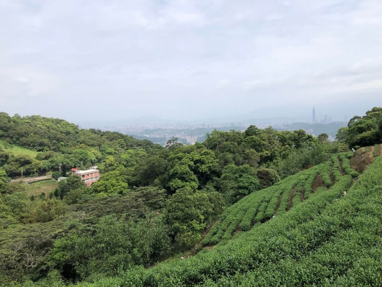 Pinglin Tea Culture and Maokong Full-Day Tour from Taipei - imagen 2