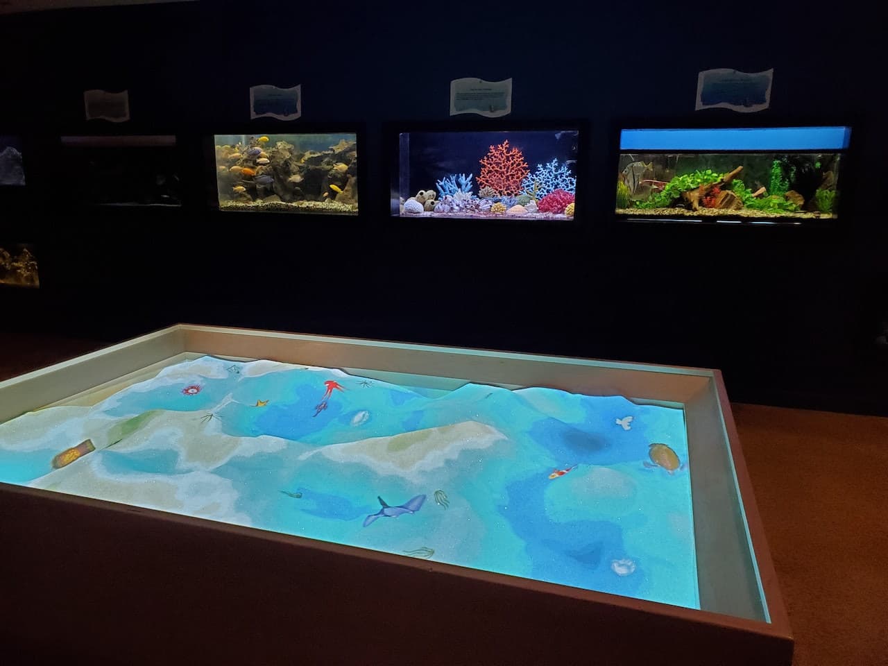 Las Vegas Natural History Museum - image 3
