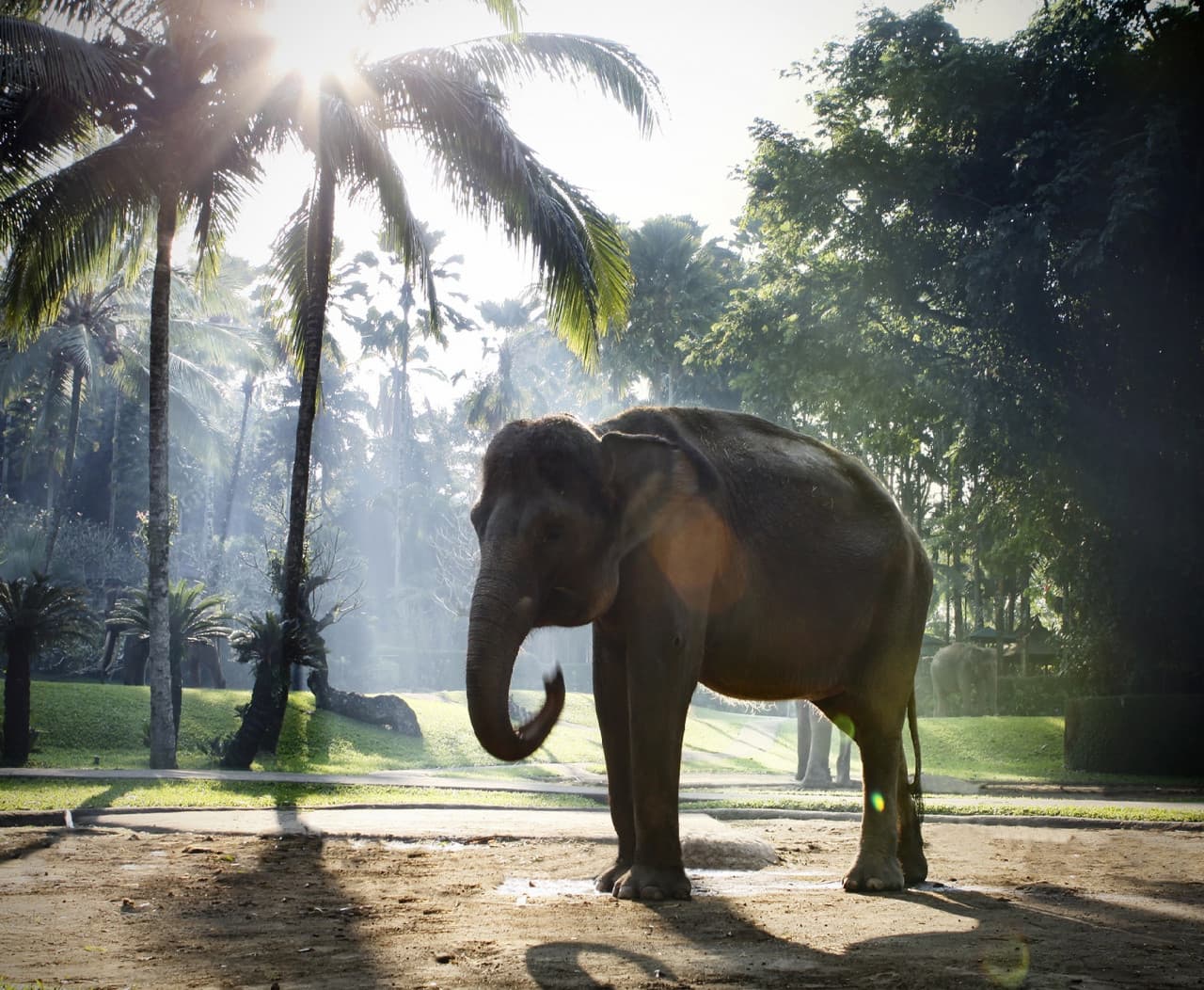 Mason Elephant Park Bali by Mason Adventures (Formerly known as Elephant Safari Park) - image 7