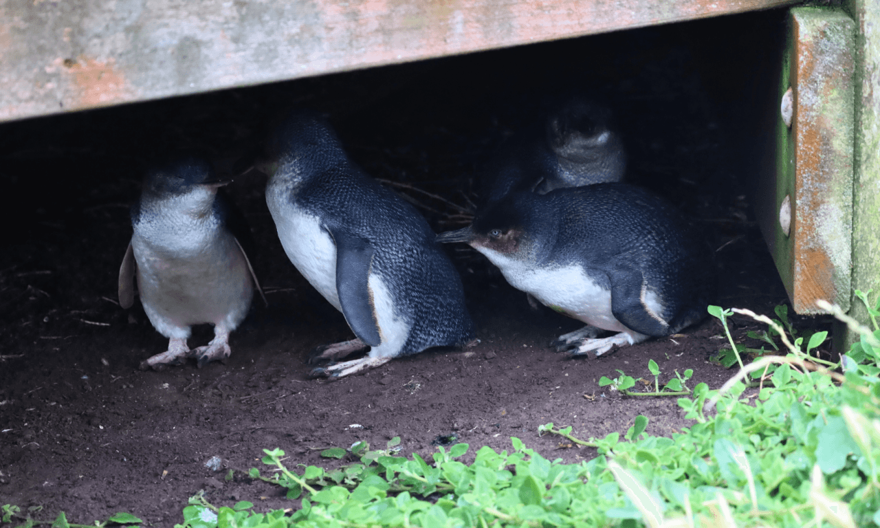 Phillip Island with Penguin Parade Eco Tour - imagen 30