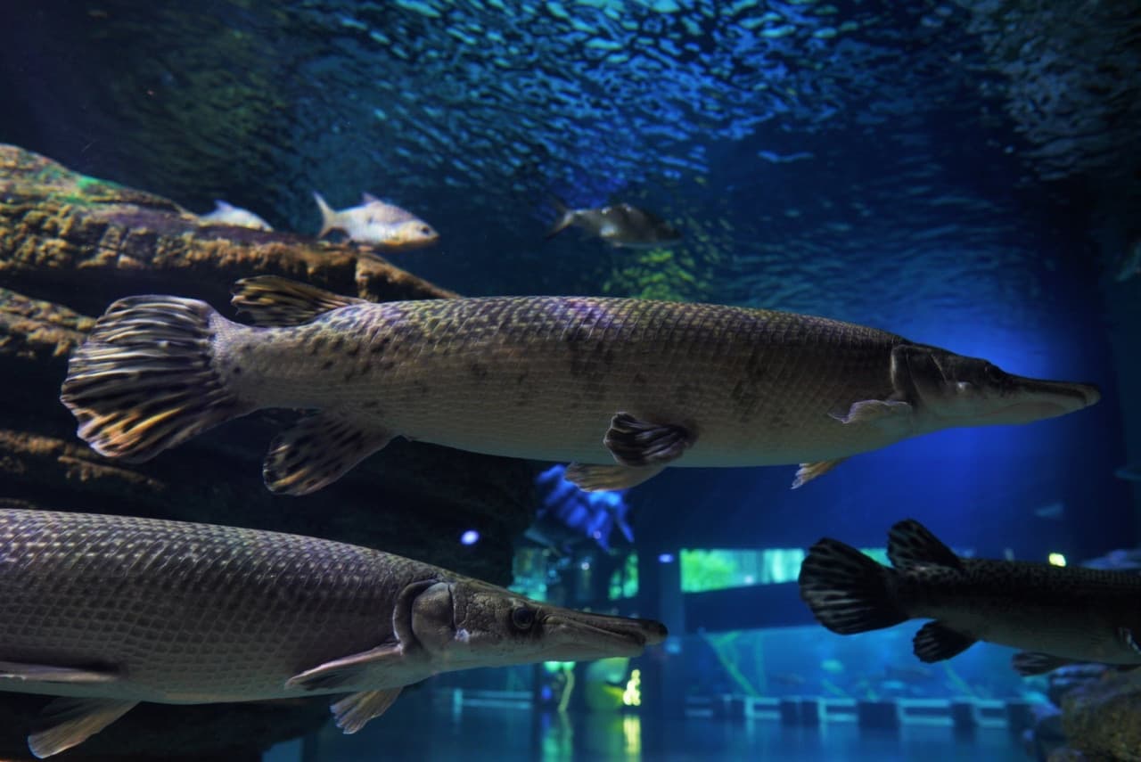 Aquaria Phuket - image 4