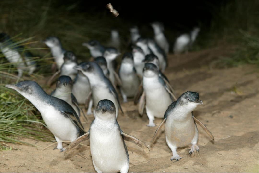 Phillip Island with Penguin Parade Eco Tour - imagen 6