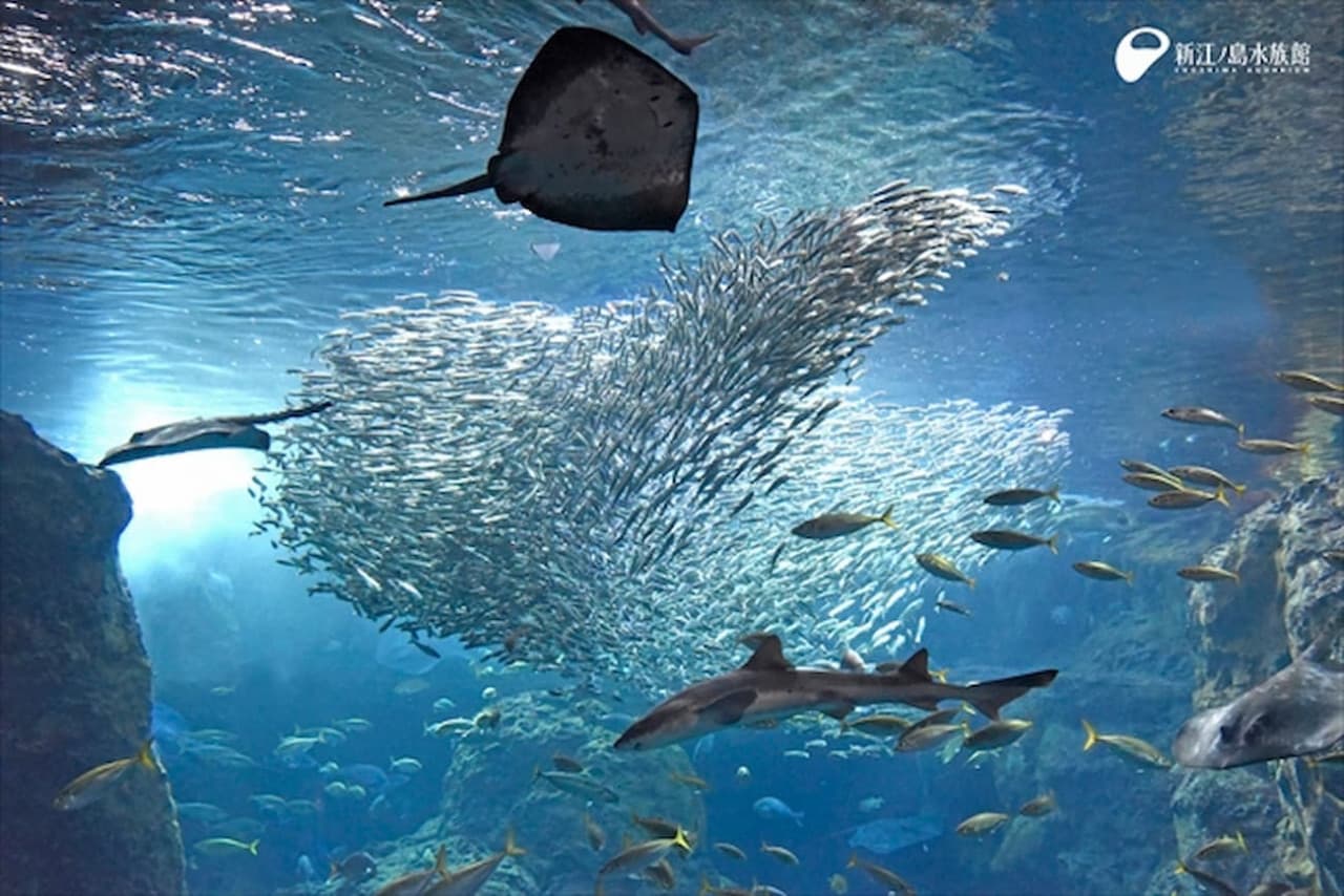 Entrada al Acuario de Enoshima - imagen principal