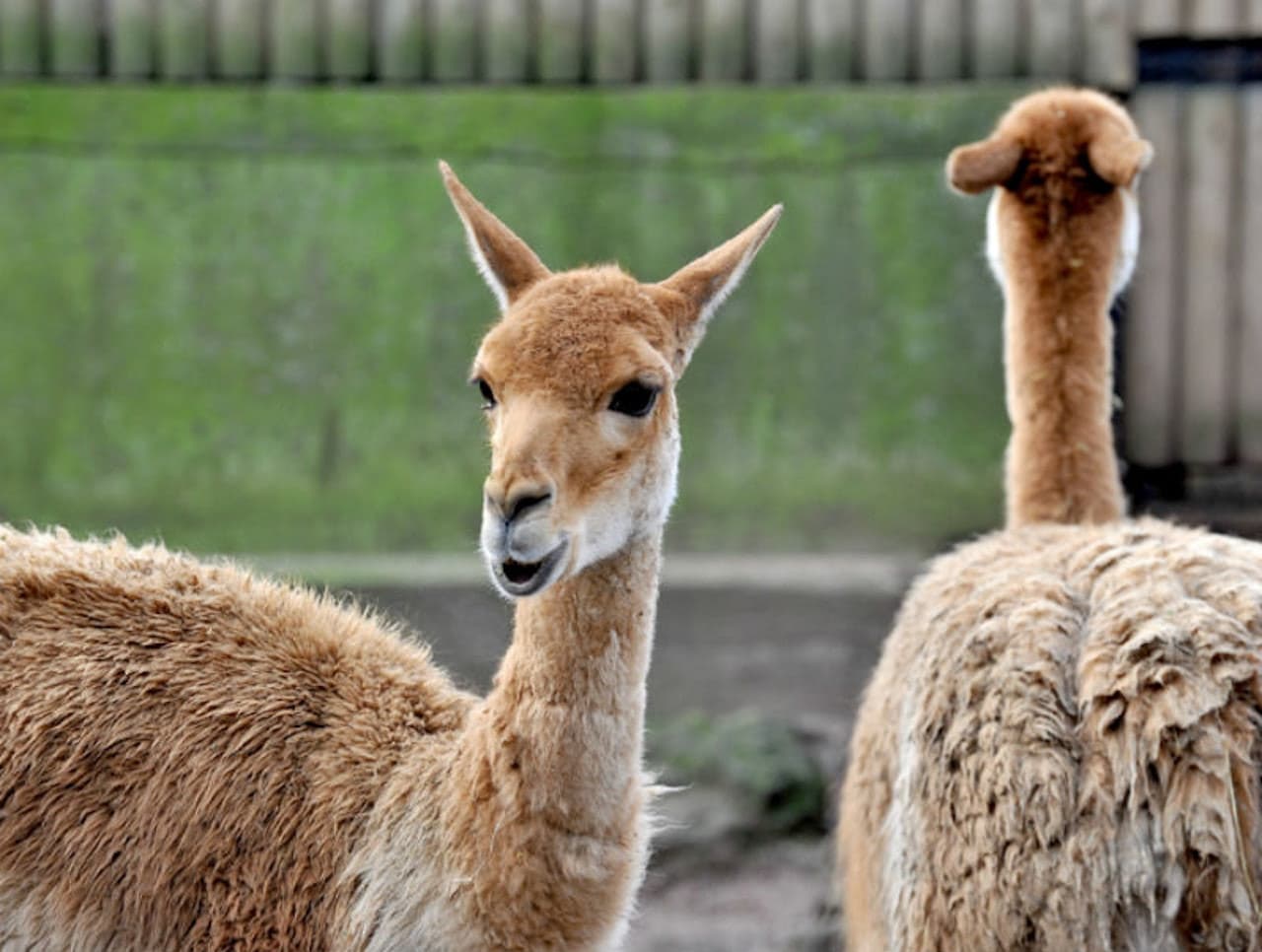 Bioparco: The Zoo of Rome - image 9