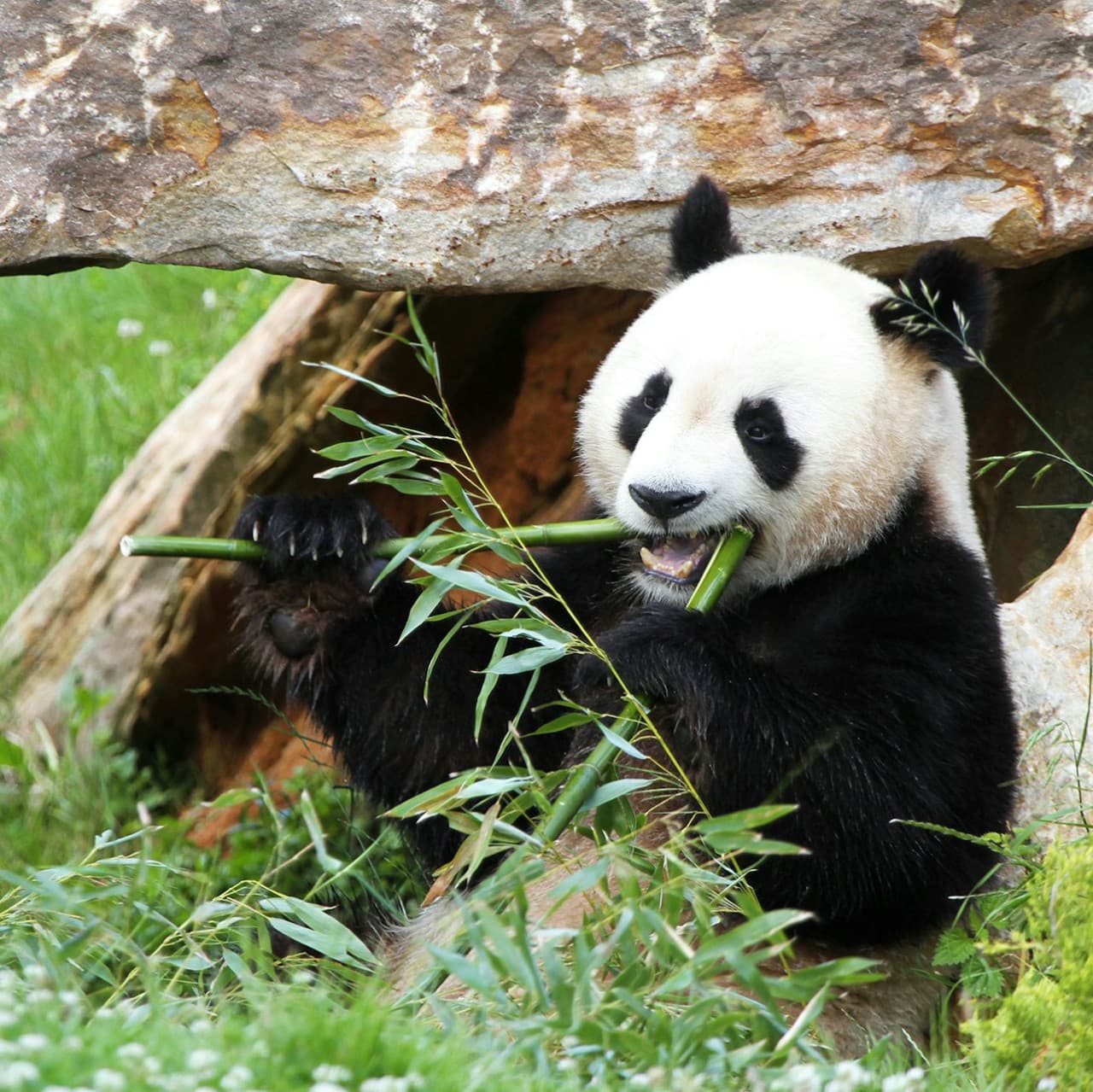 ZooParc de Beauval Ticket - 이미지 3
