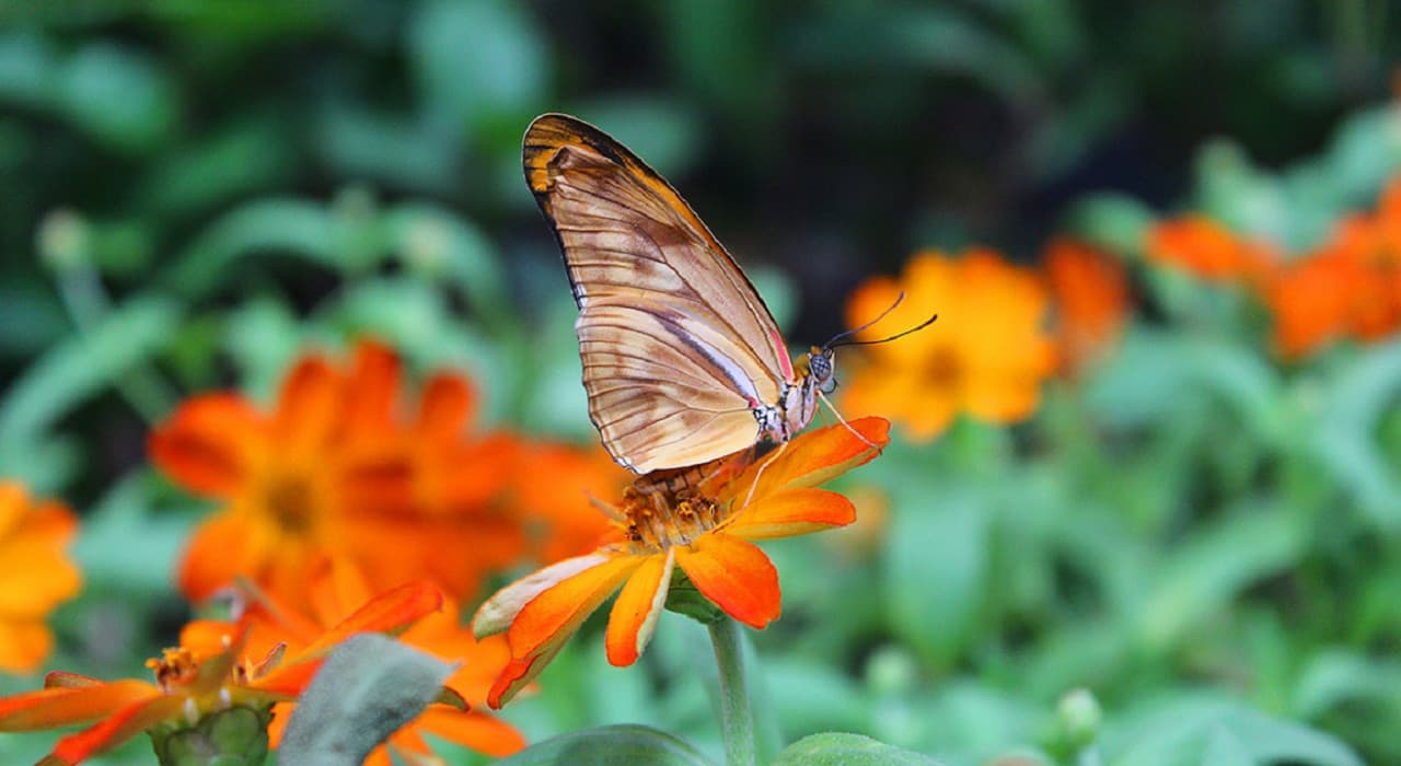 Dubai Butterfly Garden - imagen 2