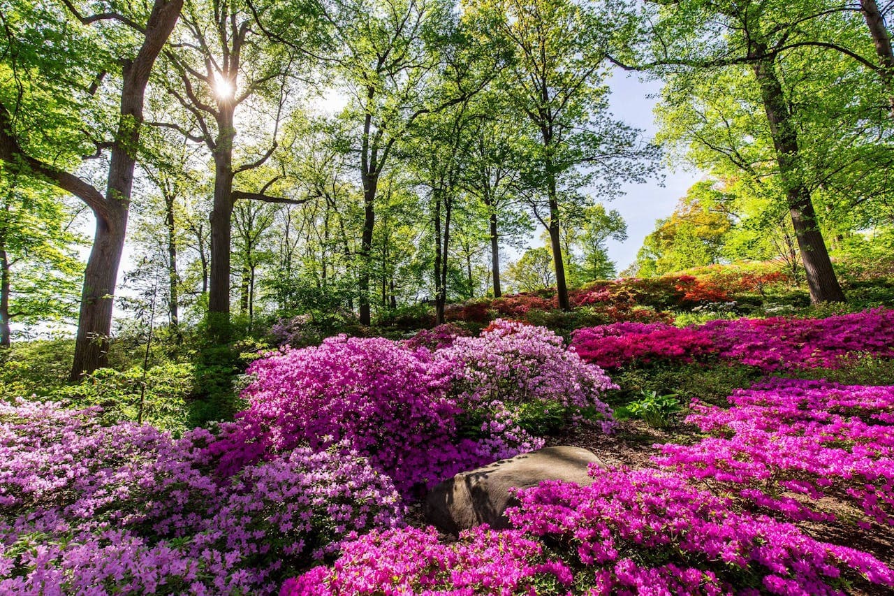 New York Botanical Garden Ticket - image 10