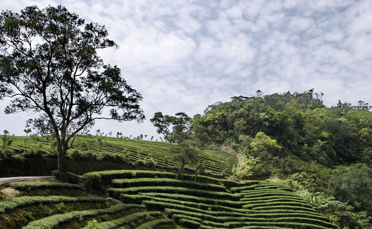 Thousand Island Lake and Pinglin Tea Plantation Tour - image 7