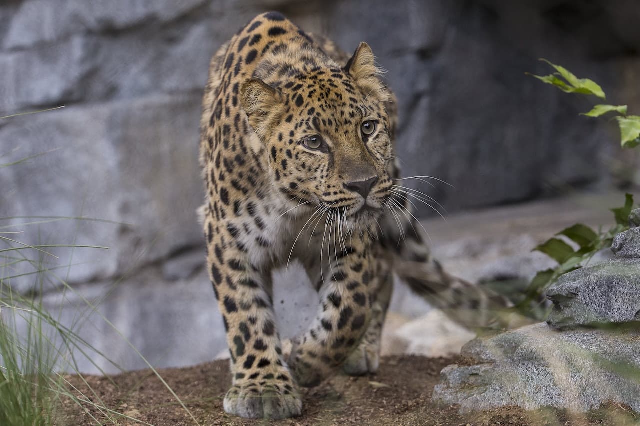 Zoológico de San Diego - imagen 9