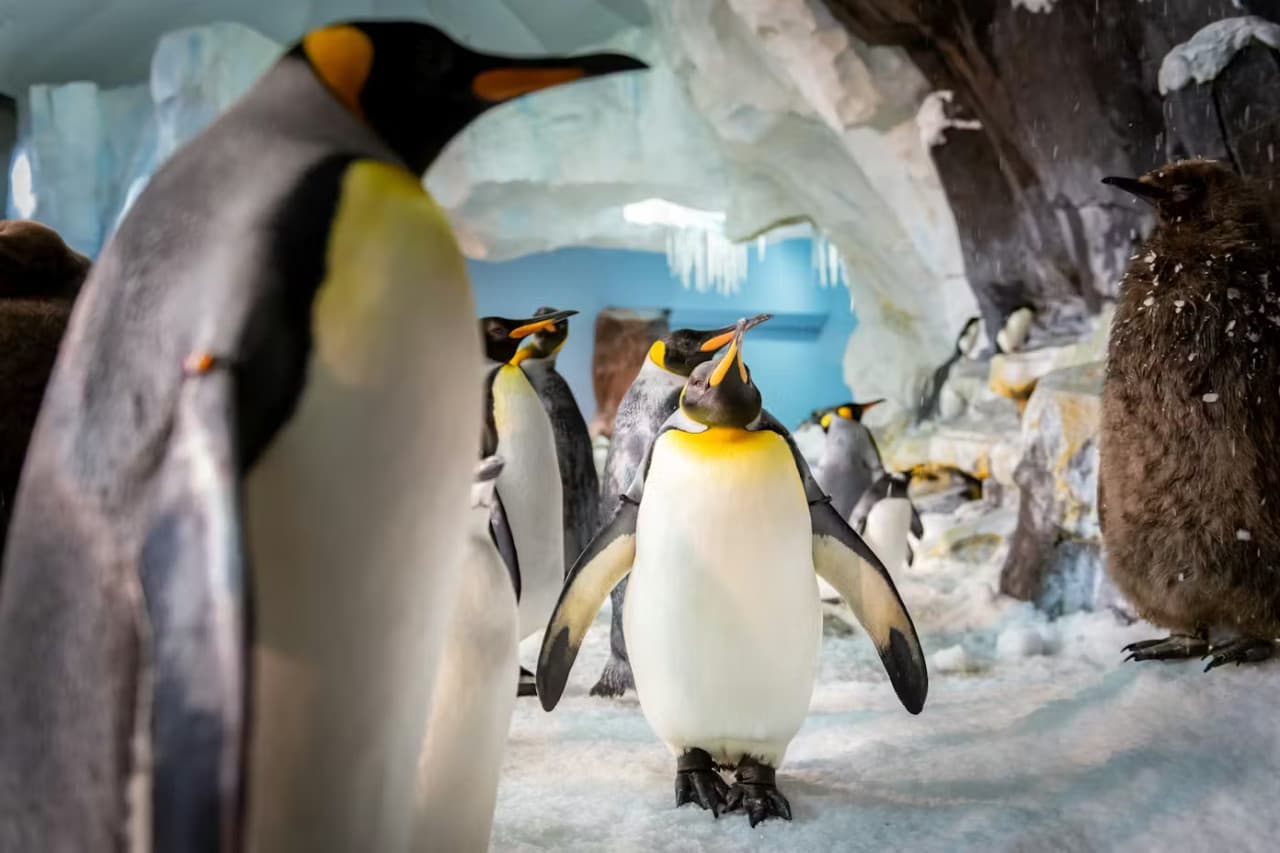 SeaWorld Orlando Ticket: Direct Entry + Optional All-Day Dining Deal + Multi-Park Discount Ticket - image 9