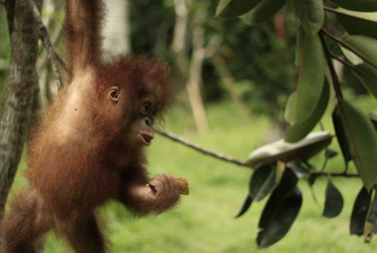 Lombok Wildlife Park - image 7
