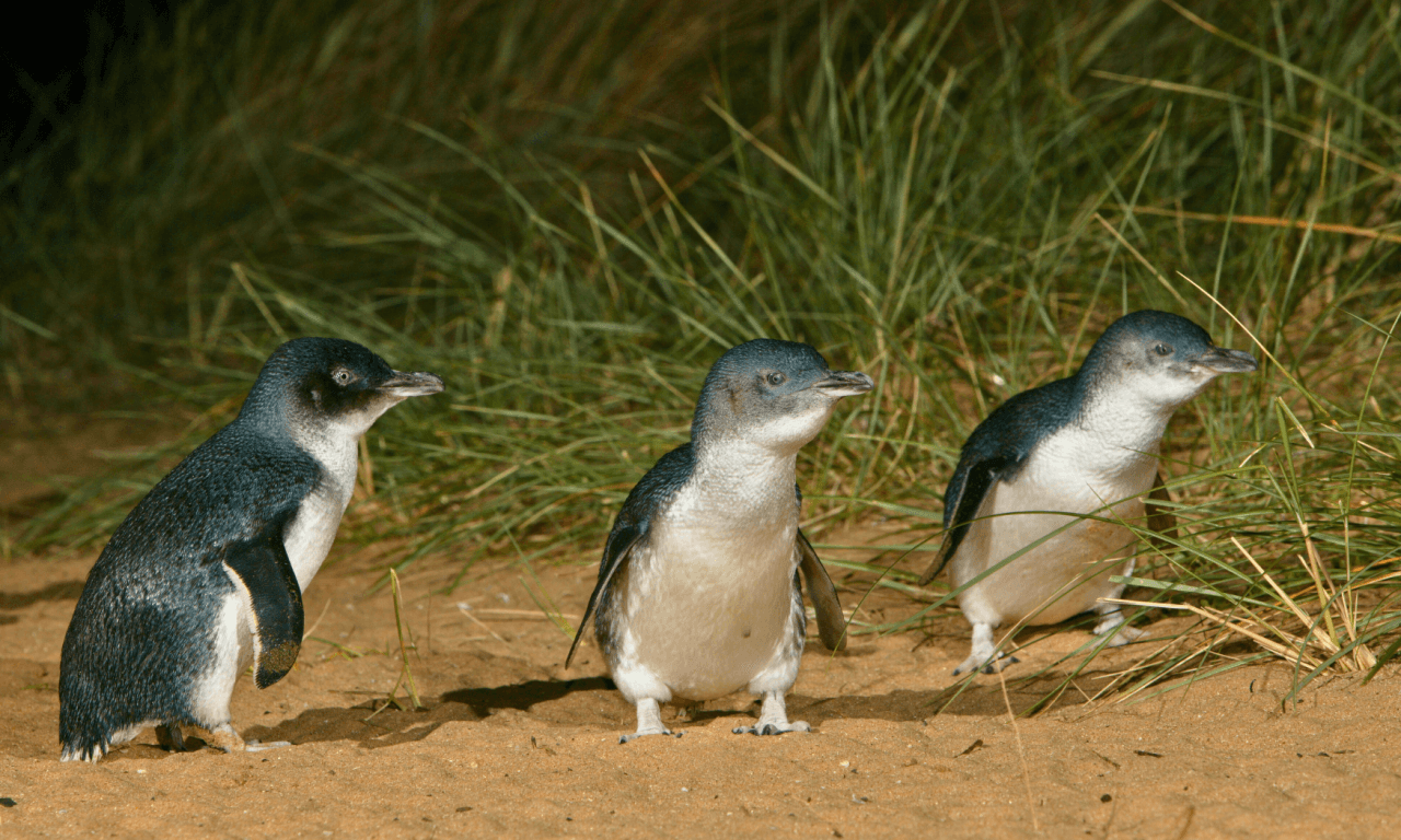 Phillip Island with Penguin Parade Eco Tour - image 31
