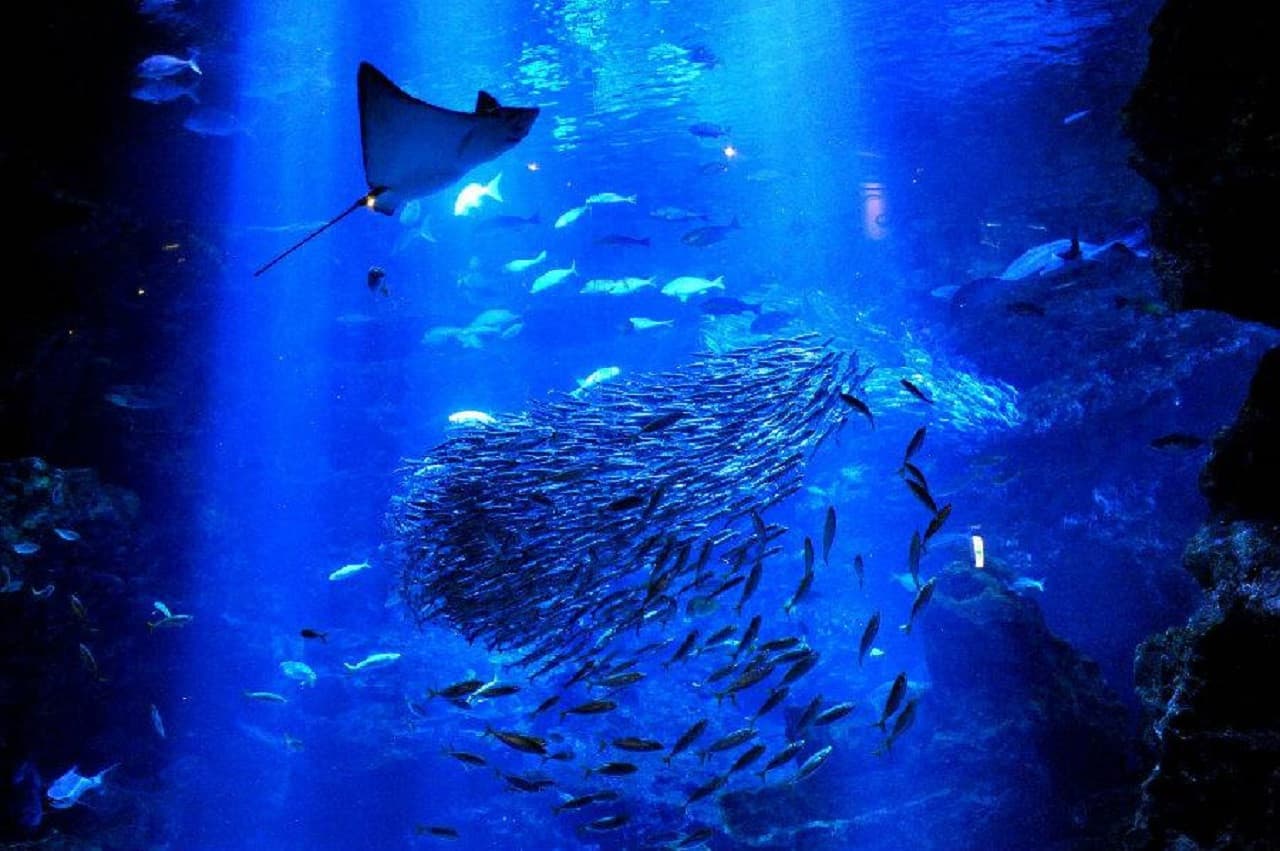 Kyoto Aquarium Ticket - image 12