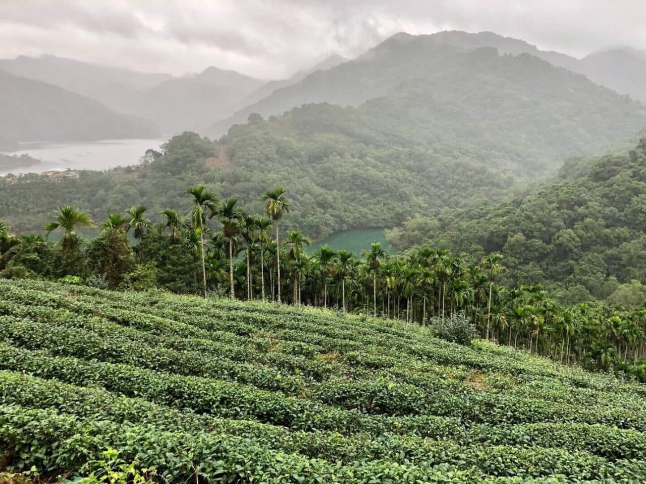 Pinglin Tea Culture and Maokong Full-Day Tour from Taipei - imagen principal